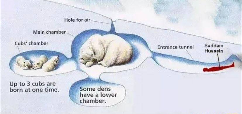 Hole for air Main chamber Cubs’ chamber Saddam sein Entrance Up to are born at one time. ome dens have a lower chamber.
