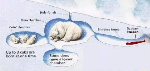 Hole for air Main chamber Cubs’ chamber Saddam sein Entrance Up to are born at one time. ome dens have a lower chamber.