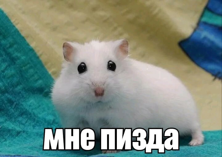 мне пизда