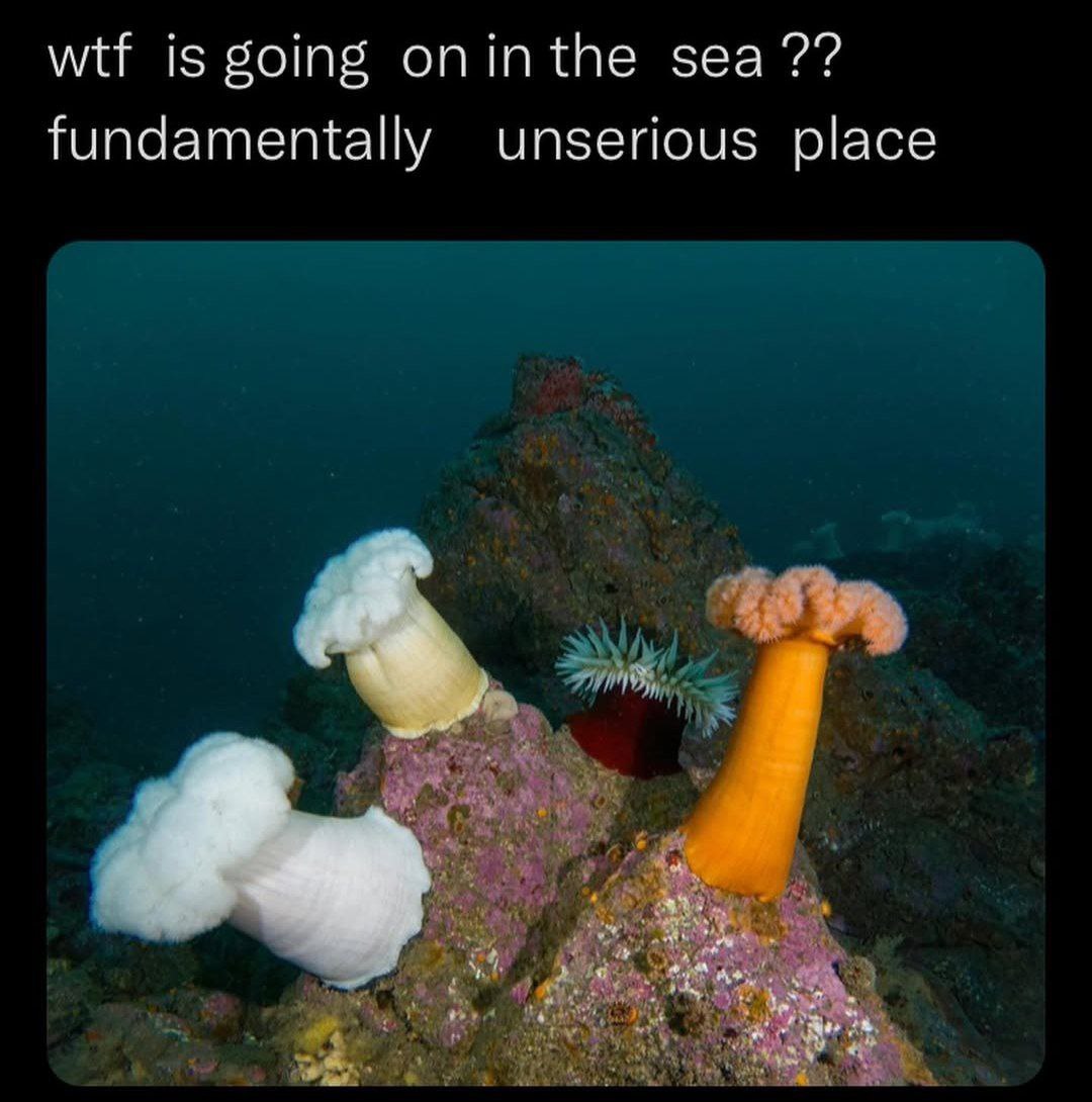 wtf is going sea fundamentally unserious place