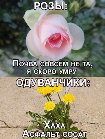 бар