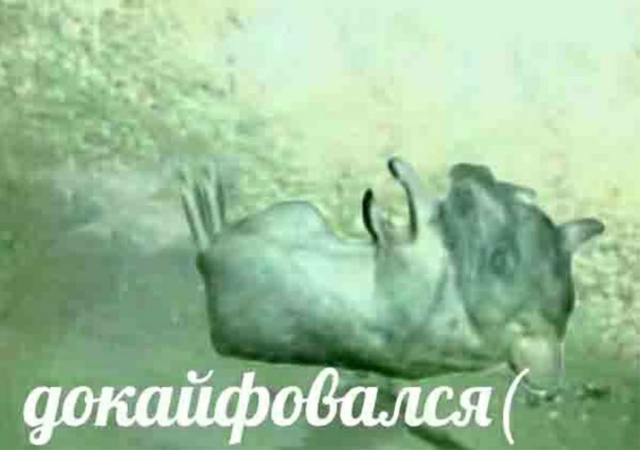 докайфовался