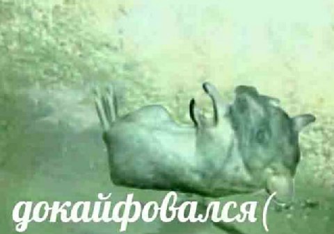докайфовался