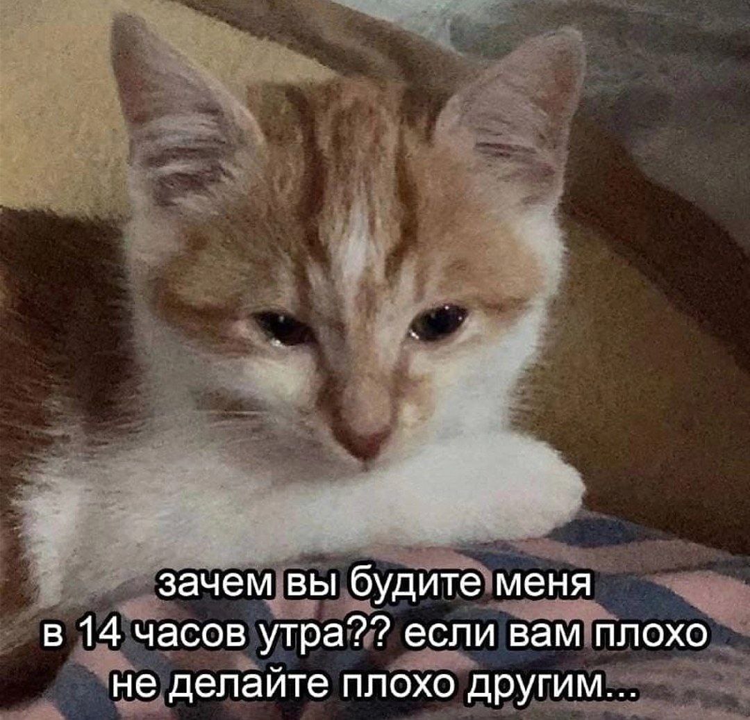 зачем вы будите меня в 14 часов утра?? если вам плохо не делайте плохо другим...