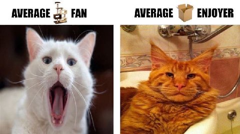 AVERAGE FAN