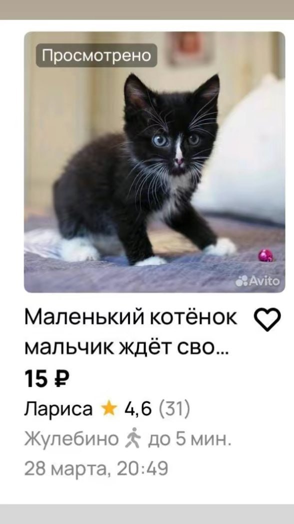 Просмотрено Маленький котёнок мальчик ждет CBO... 15 Лариса 4,6 (51) Жулебино до 5 мин. 28 марта, 20:49