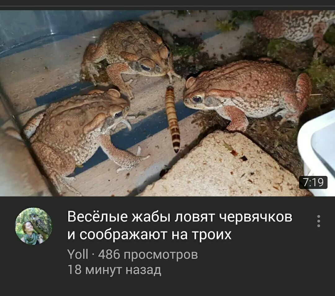 У Be я Весёлые жабы ловят червячков И соображают на троих Yoll 486 просмотров 18 минут назад