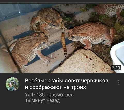У Be я Весёлые жабы ловят червячков И соображают на троих Yoll 486 просмотров 18 минут назад