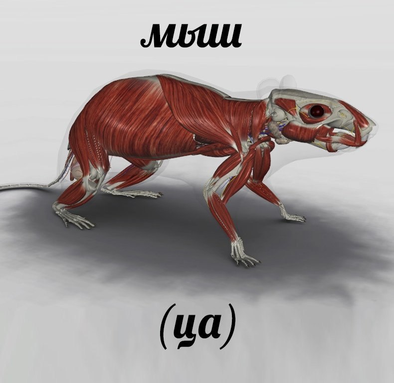 У 4 7