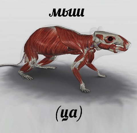 У 4 7