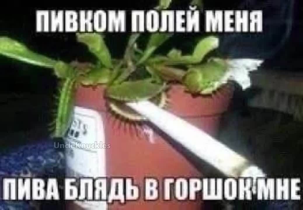 ПИВКОМ ПОЛЕЙ МЕНЯ 1 ПИВА БЛЯДЬ В ГОРШОКМНЕ