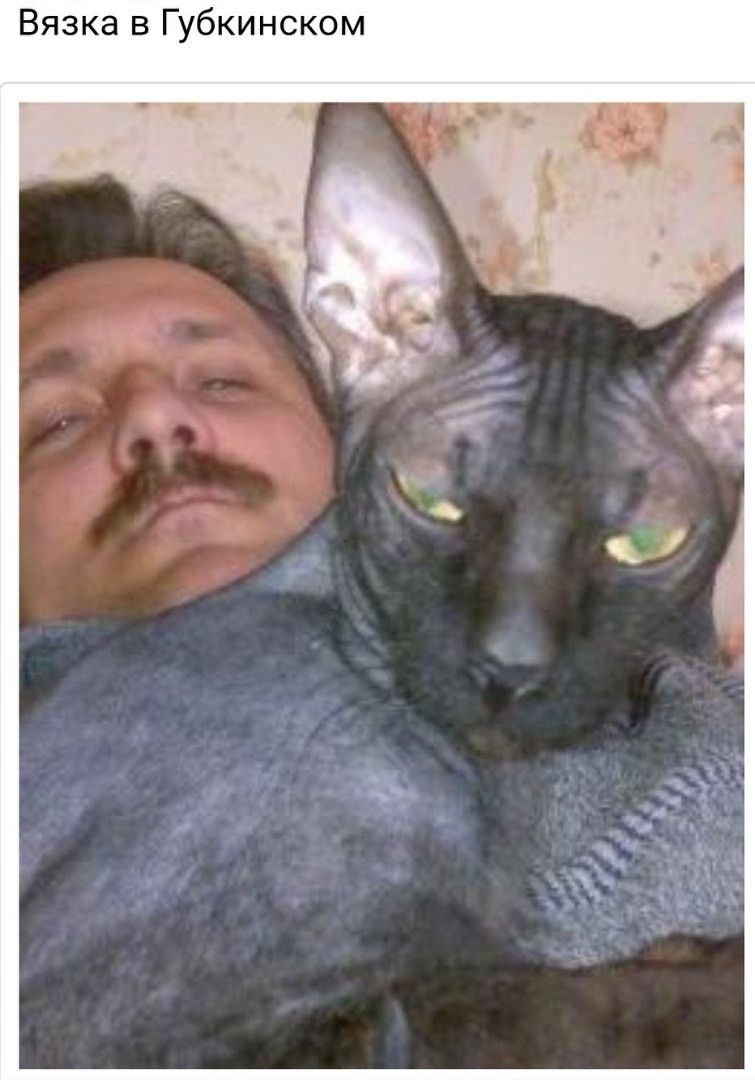 Вязка в Губкинском