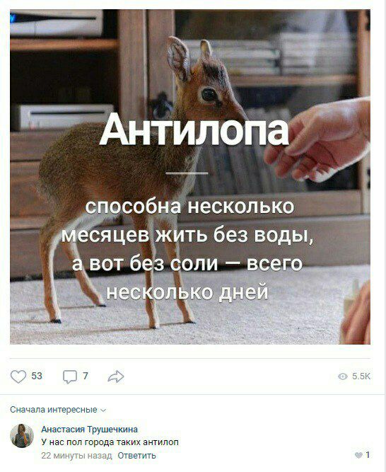 Антилопа i способна несколько лесяцев жить без воды, а BOT без соли всего 4 Oss 5.5К Сначала Анастасия Трушечкина У нас пол города таких антилоп 22 минуты назад Ответить 1