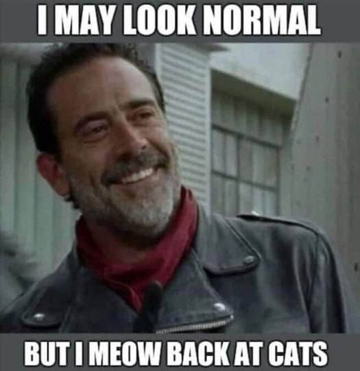 1 МАУТООК NORMAL 3 BUT MEOW BACK AT CATS