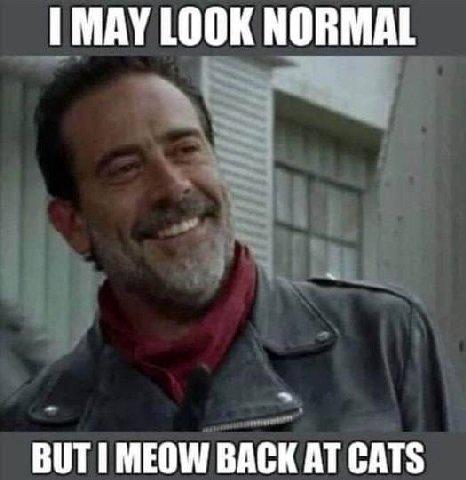 1 МАУТООК NORMAL 3 BUT MEOW BACK AT CATS