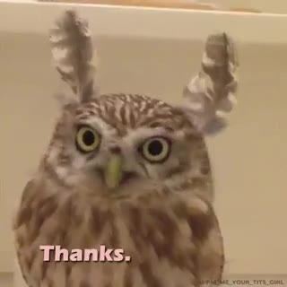 Thanks.