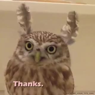 Thanks.