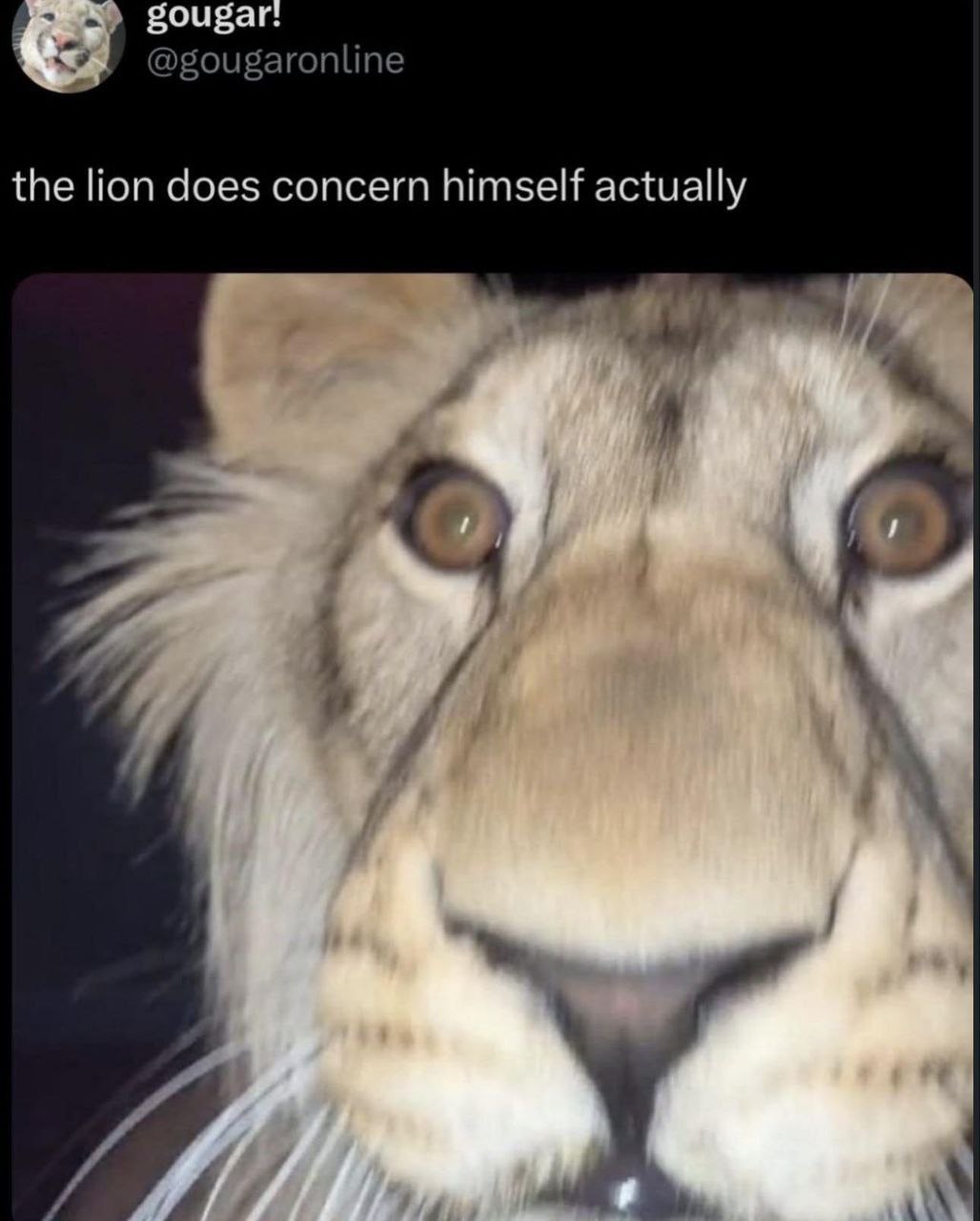 gougar @gougaronline the lion does concern himself actually