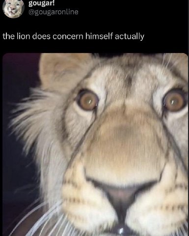 gougar @gougaronline the lion does concern himself actually