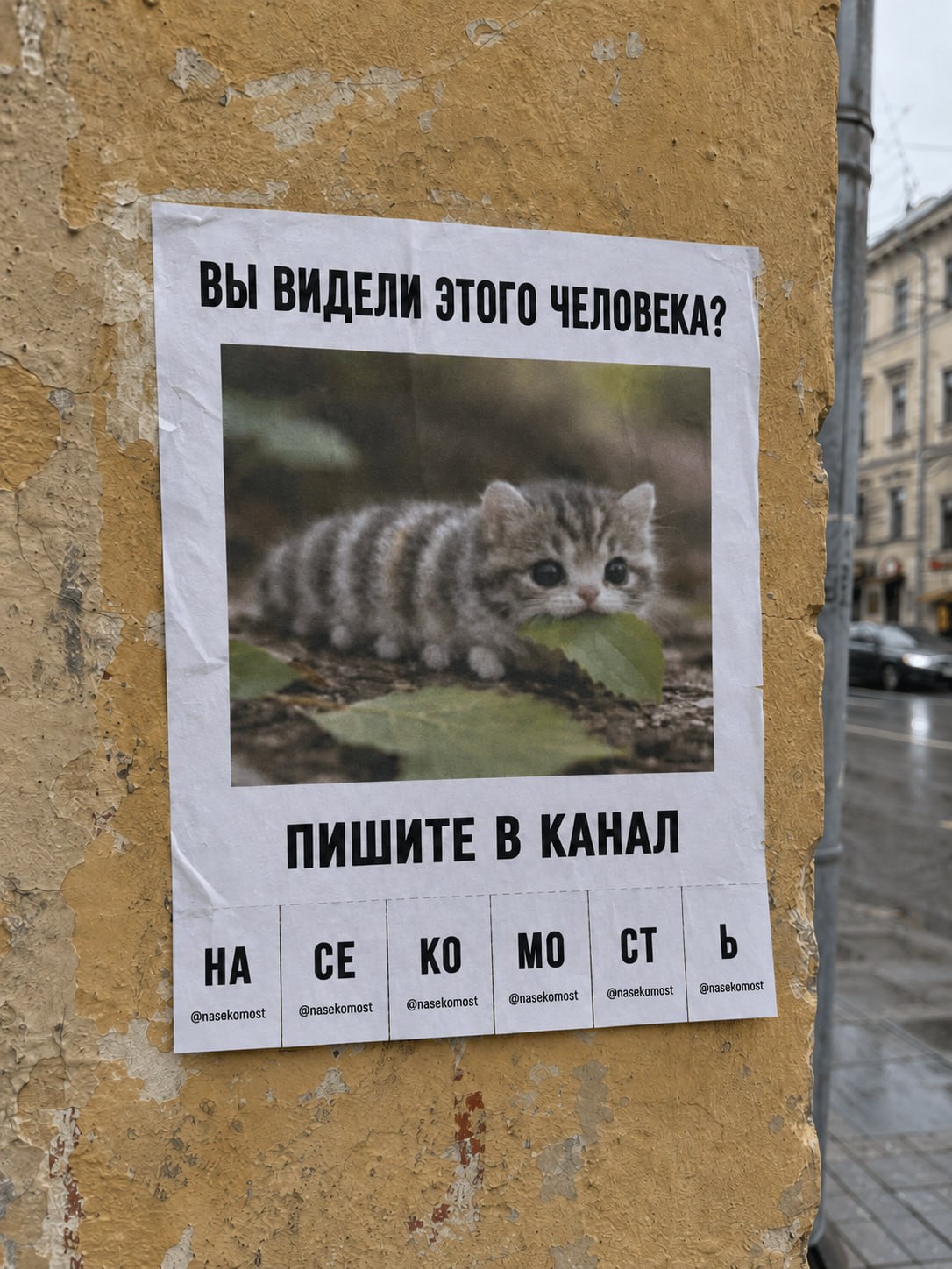ВЫ ВИДЕЛИ ЭТОГО ЧЕЛОВЕКА? А 25 ПИШИТЕ В КАНАЛ @nasekomost @nasekomost @nasekomost @nasekomost @nasekomast я 2% у Me