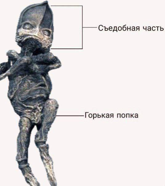 Съедобная часть Горькая попка as