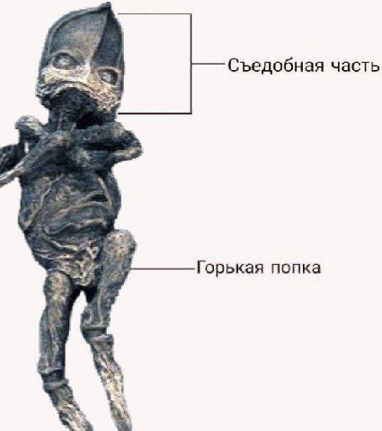 Съедобная часть Горькая попка as