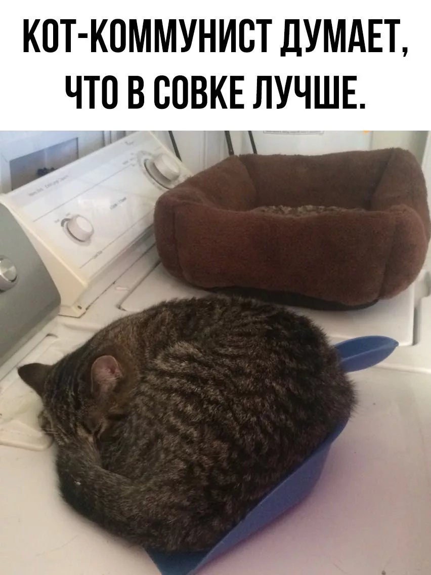 КОТ-КОММУНИСТ ДУМАЕТ ЧТО В СОВКЕ ЛУЧШЕ.