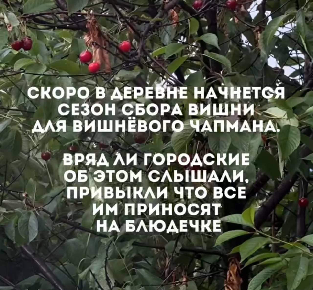 у 7 a у СКОРО В ДЕРЕВНЕ НАЧНЕТСЯ СЕЗОН СБОРА ВИШНИ AAA ВИШНЕВОГО ЧАПМАНА. ВРЯД ЛИ ГОРОДСКИЕ ОБ ЭТОМ СЛЫШАЛИ, ПРИВЫКЛИ ЧТО ВСЕ ПРИНОСЯТ НА БЛЮДЕЧКЕ