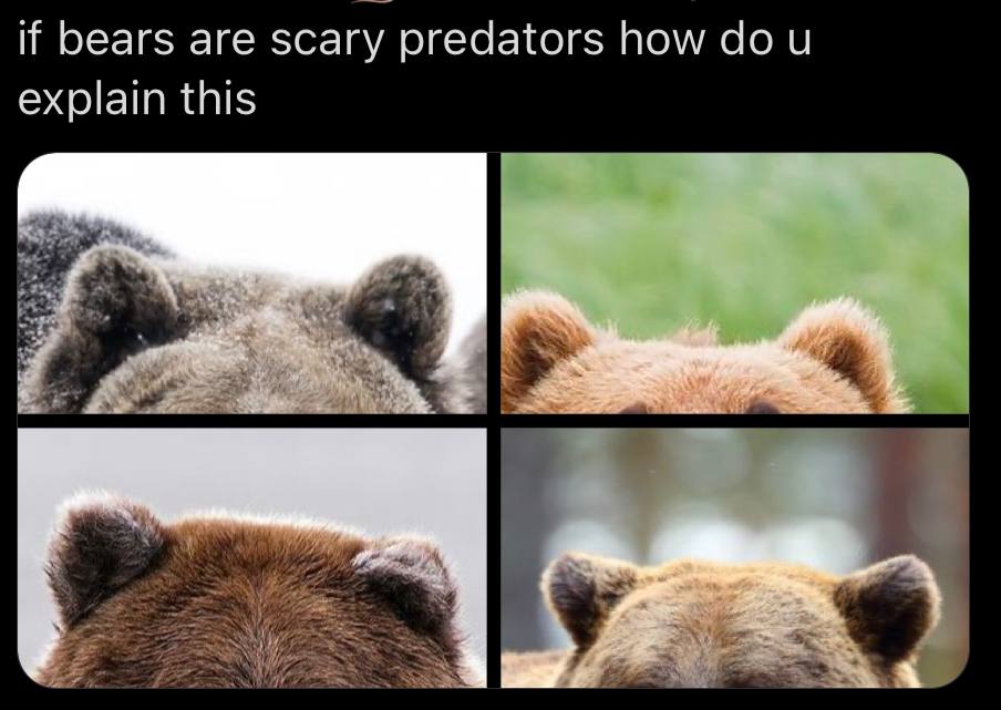 if bears are scary predators how explain this