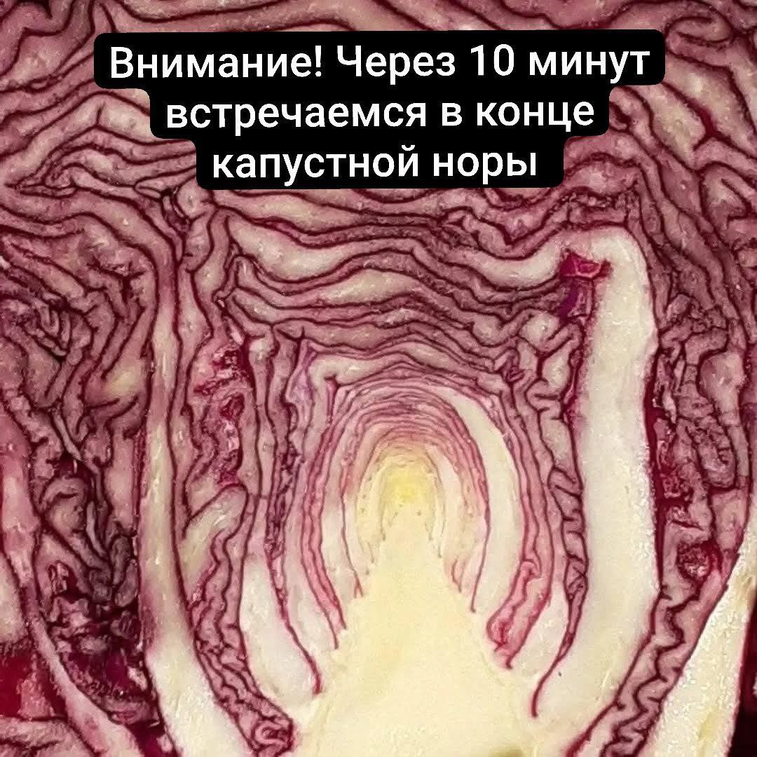 Внимание! Через 10 минут встречаемся в конце капустной норы 24