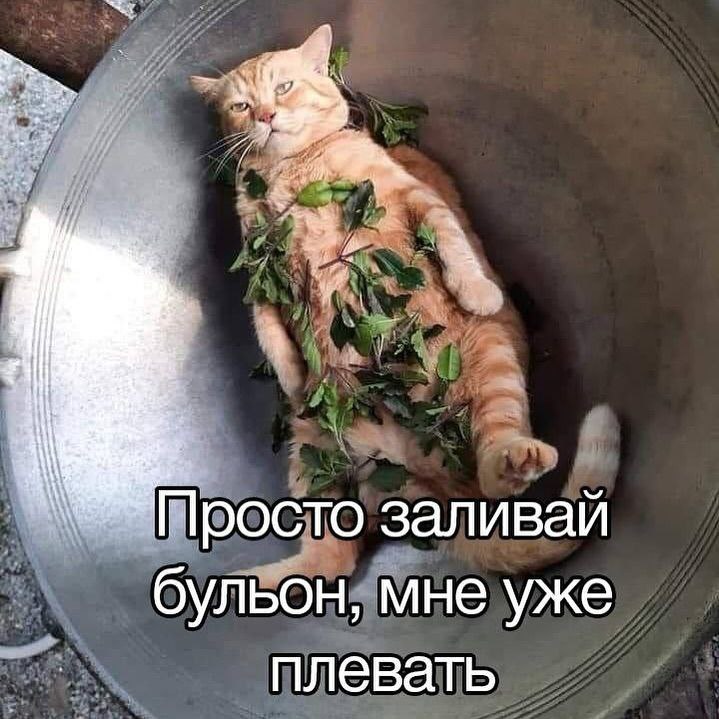 7 4 Просто заливай бульон, мне уже плевать