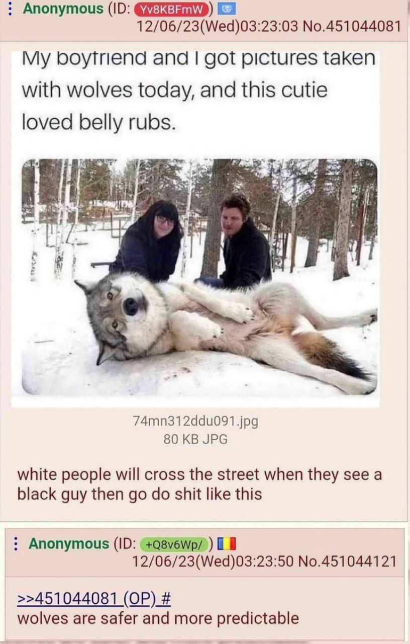 Anonymous 12/06/23(Wed)03:23:03 No.451044081 My boytriend and got pictures taken with wolves today, and this cutie loved belly rubs. мы 44 7 74mn312ddu091.jpg 80 JPG white people will cross the street