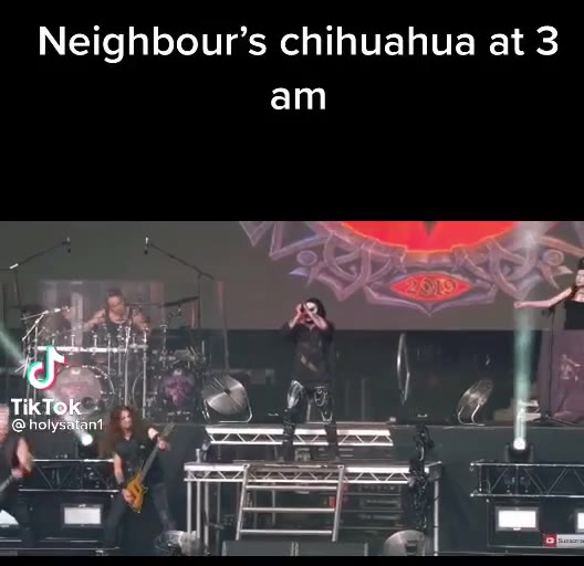 Neighbour’s chihuahua at 3