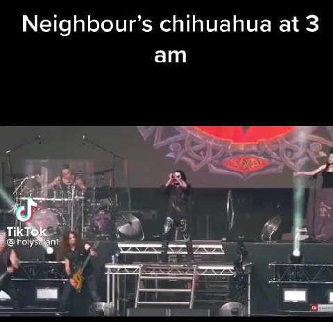 Neighbour’s chihuahua at 3