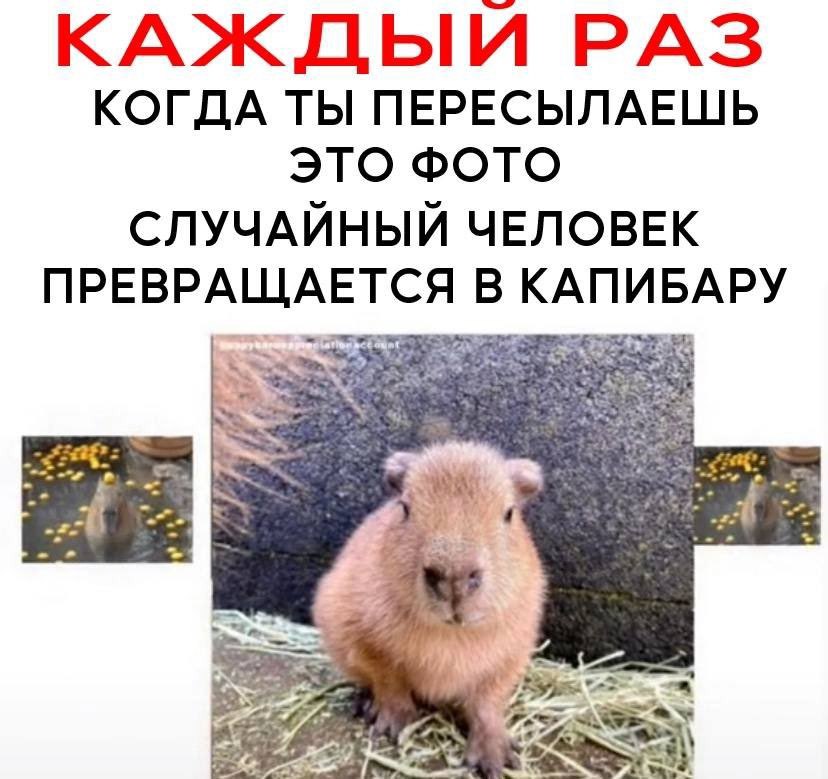 А  у вас тоже такое бывает, что идёшь спокойно по улице никого не трогаешь и вдруг ка пи бара (капибара) капибаракапибаракапибаракапибара ка пи бара (капибара)