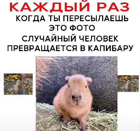 А  у вас тоже такое бывает, что идёшь спокойно по улице никого не трогаешь и вдруг ка пи бара (капибара) капибаракапибаракапибаракапибара ка пи бара (капибара)