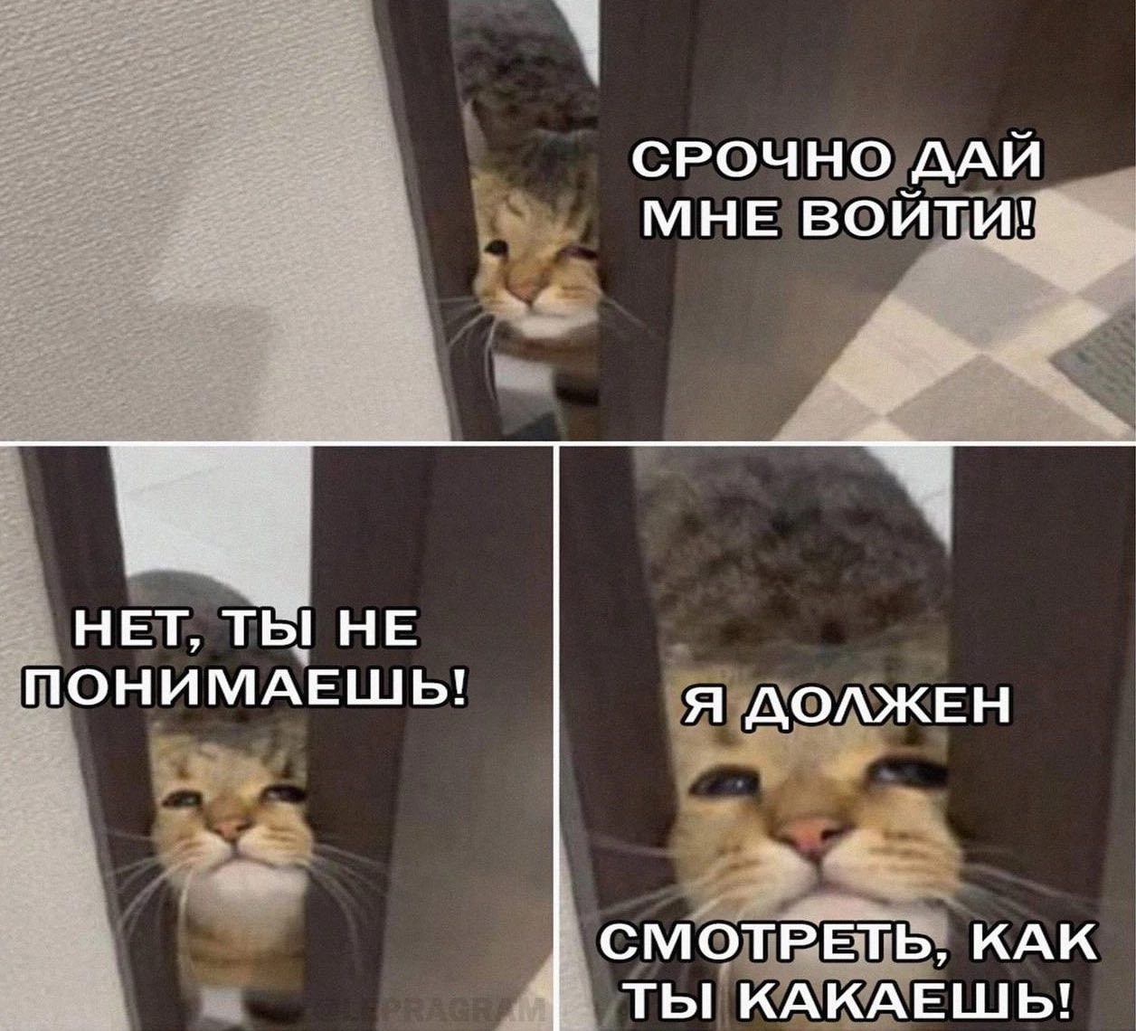 А СРОЧНО ДАЙ МНЕ ВОЙТИ! HET, ТЫ НЕ Я ДОЛЖЕН ПОНИМАЕШЬ! СМОТРЕТЬ, КАК ТЫ КАКАЕШЬ!
