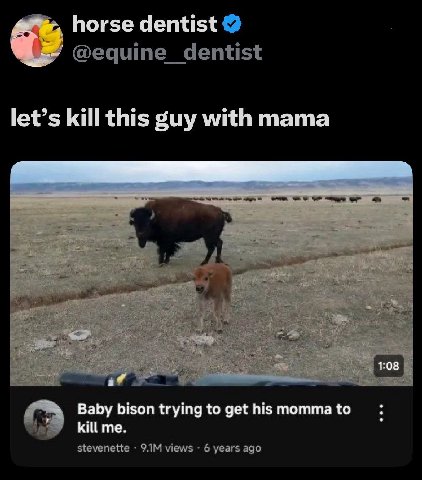 horse dentist @equine_dentist let’s kill this guy with mama Baby bison trying to get his momma to о kill me. stevenette views 6 years ago