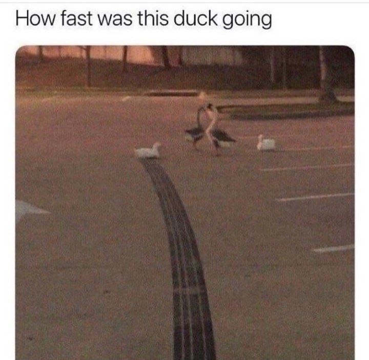 How fast was this duck going