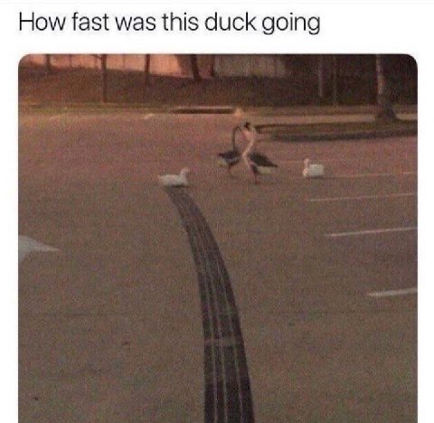 How fast was this duck going