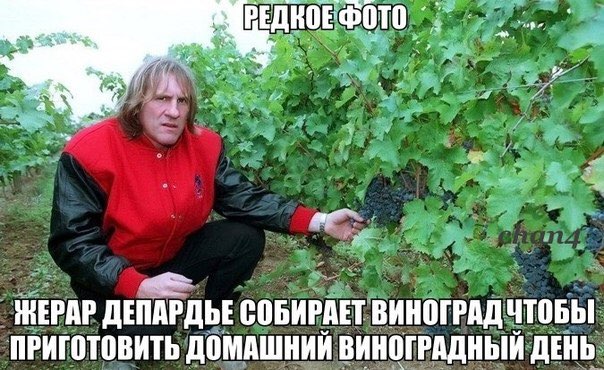 ДЕПАРДЬЕ СОБИРАЕТ ВИНОГРАД ЧТОБЫ ПРИГОТОВИТЬ ДОМАШНИИ ВИНОГРАДНЫЙ ДЕНЬ