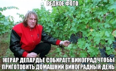 ДЕПАРДЬЕ СОБИРАЕТ ВИНОГРАД ЧТОБЫ ПРИГОТОВИТЬ ДОМАШНИИ ВИНОГРАДНЫЙ ДЕНЬ