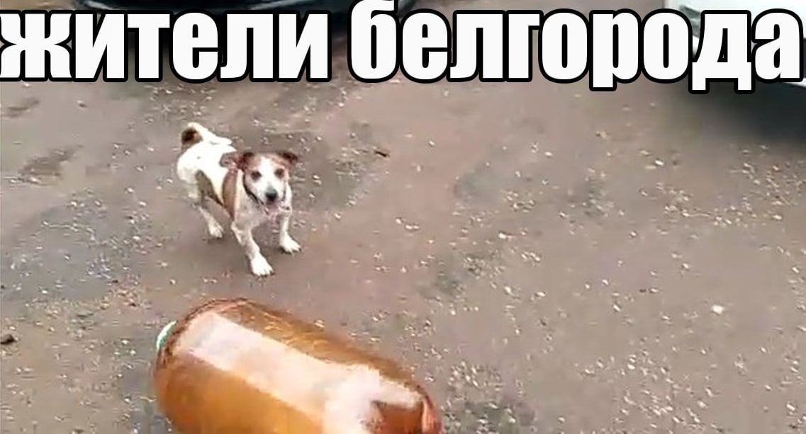 жители белгорода