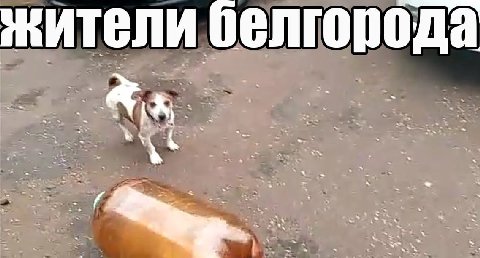 жители белгорода