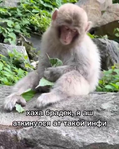 и хаха\брадек, чаш И аткинулся{атдтакойинфи 1s аткинулсякататакой VHP mame EH ататакойинфи > —аткинулсяатагакойминфи