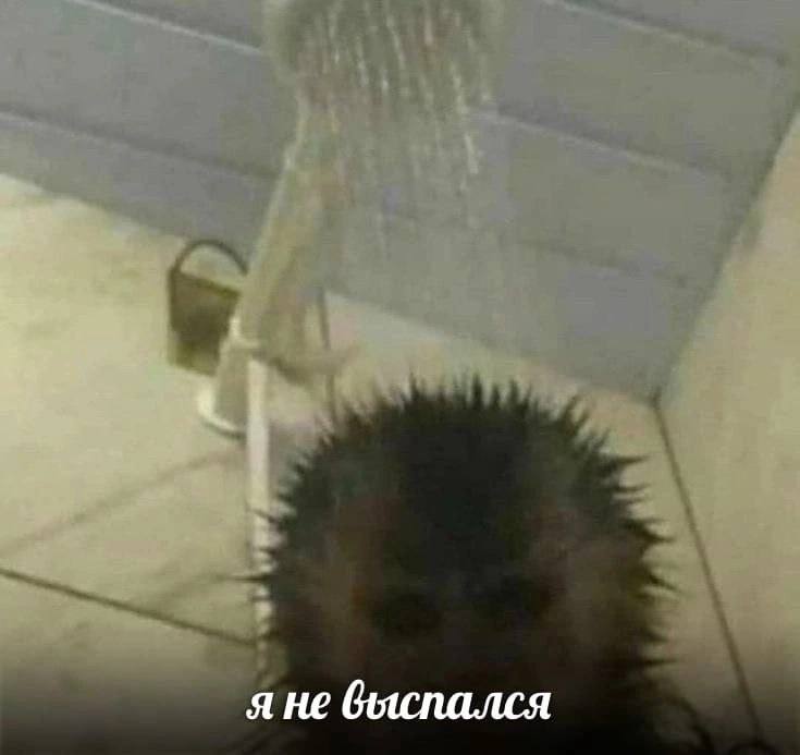 я не быспался