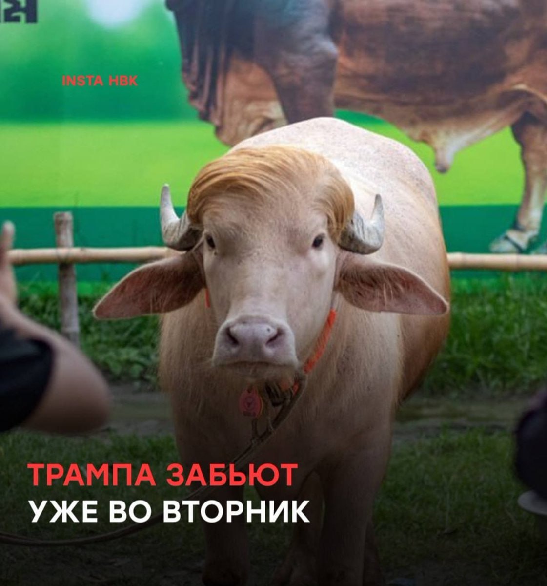 STA HBK ТРАМПА ЗАБЬЮТ УЖЕ ВО ВТОРНИК