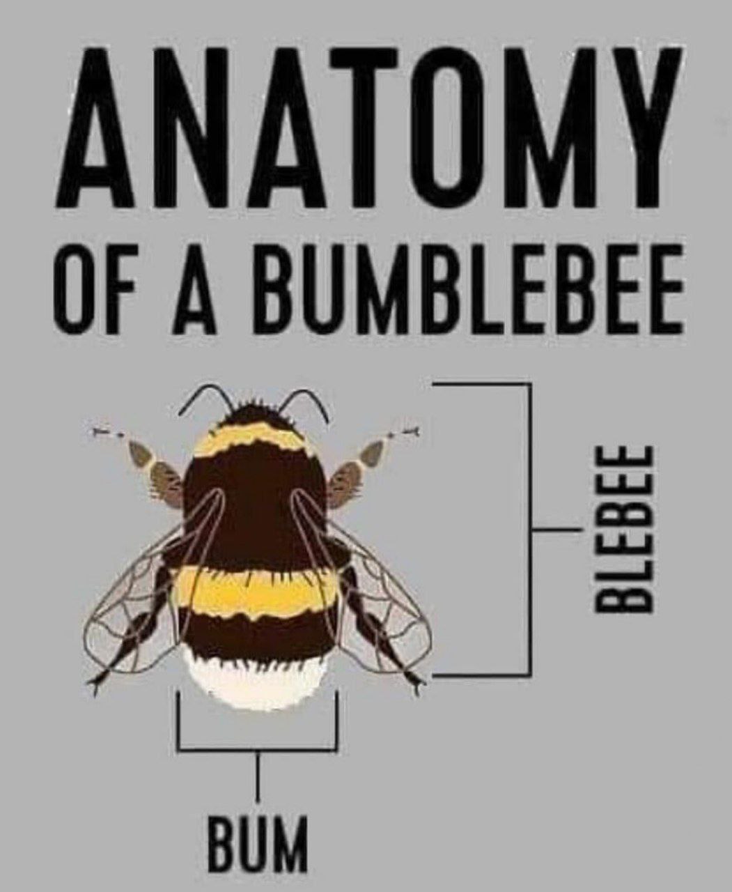 ANATOMY OF A BUMBLEBEE BUM