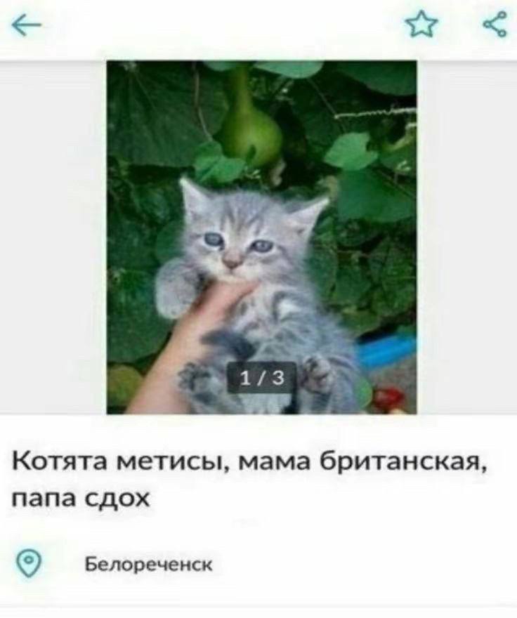 be 1/3 “wag Котята метисы, мама британская, папа сдох Белореченск