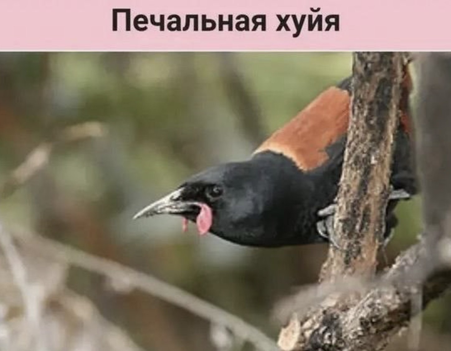 Печальная хуйя